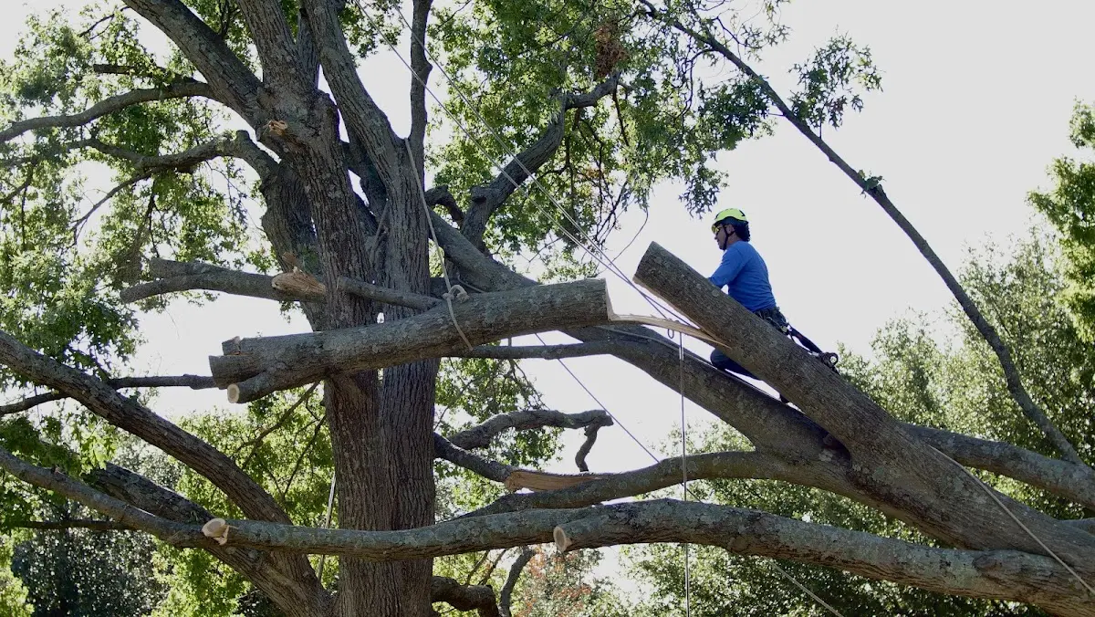 Professional Crown Thinning performed by certified arborists in Mount Ayr